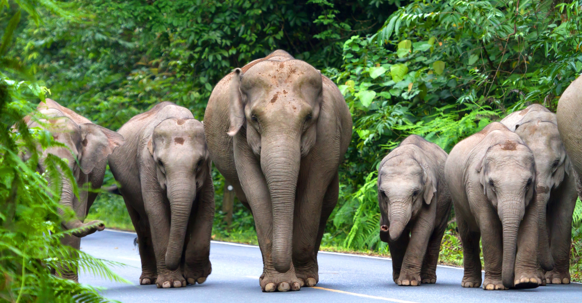Khao Yai National Park Thailand wildlife jungle elephants UNESCO heritage